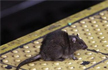 Rats on a train: Couple claims Rs 10 lakh for being bitten on board